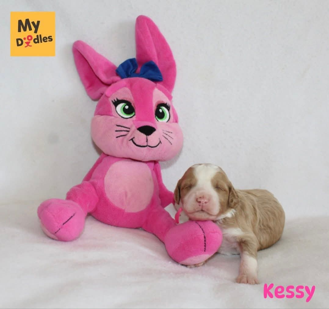 Kessy