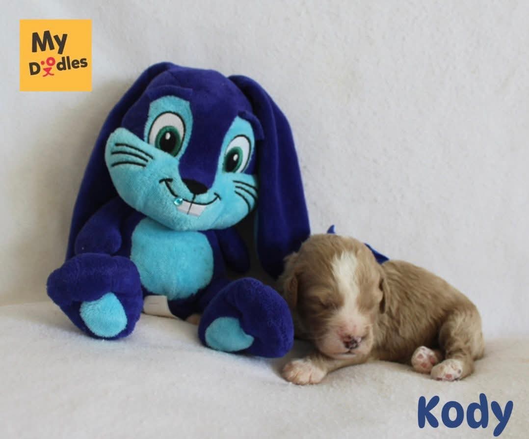 Kody