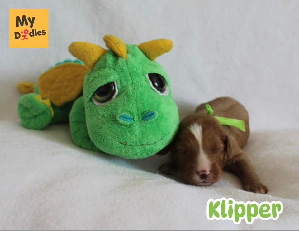 Klipper