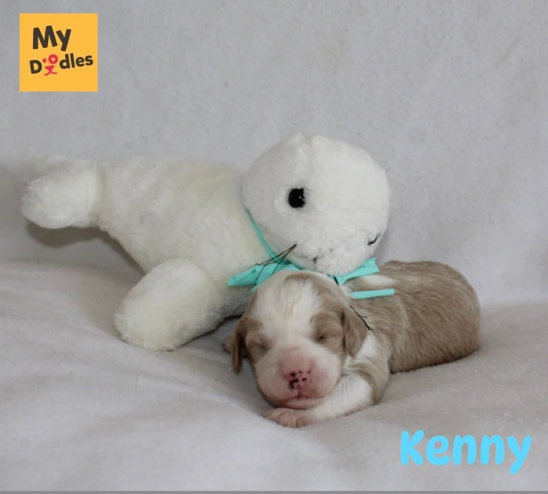Kenny