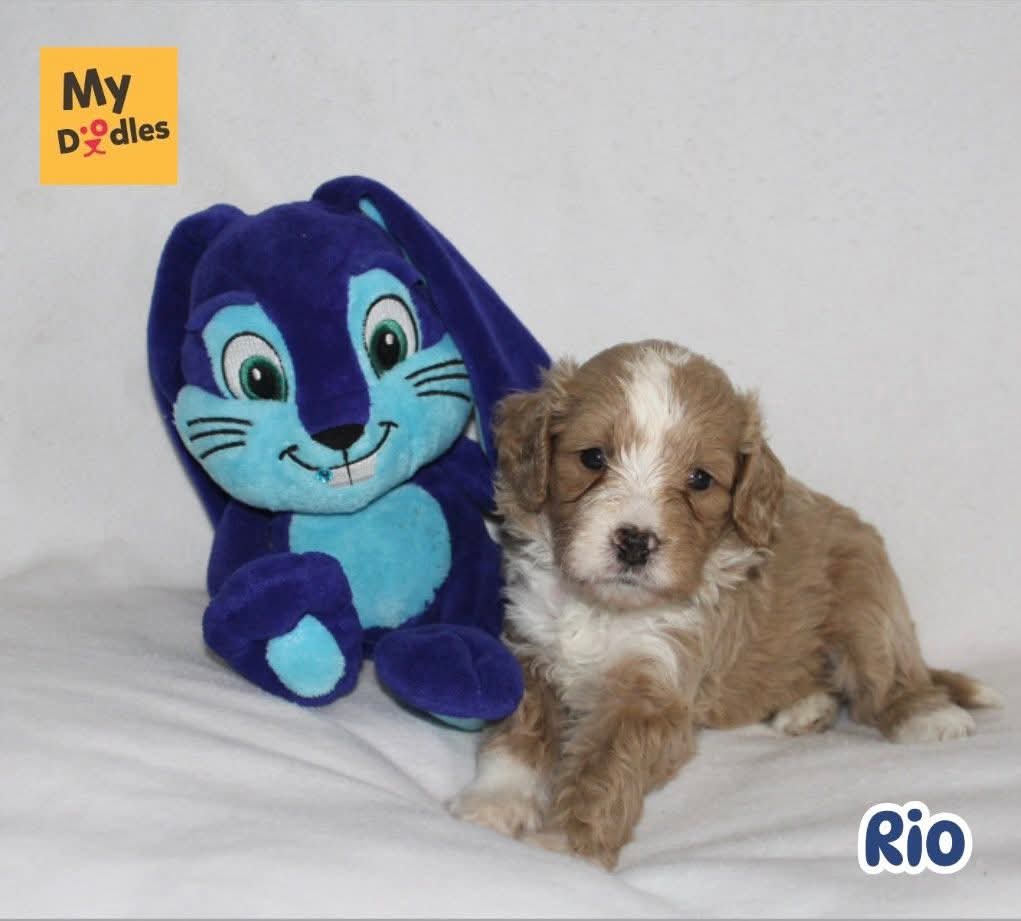 Rio