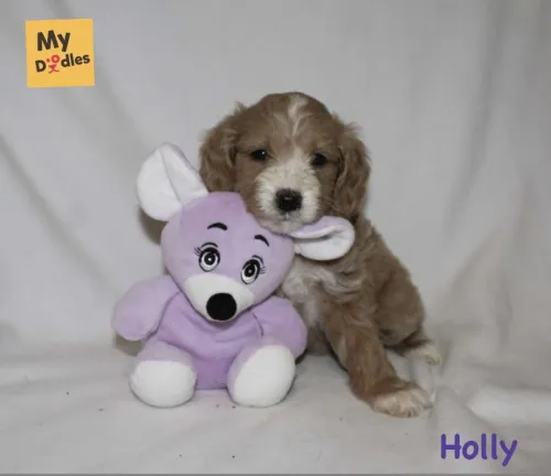 Holly